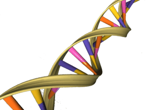 DNA_Double_Helix