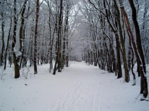 snowy weather
